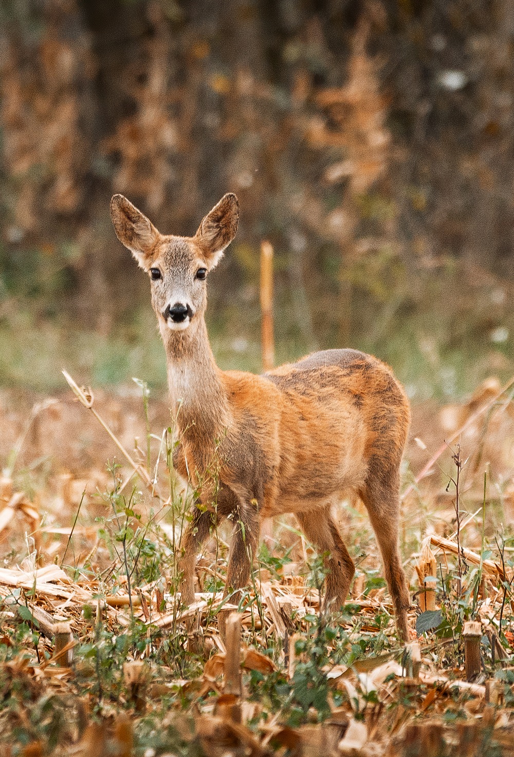 A deer in the woods