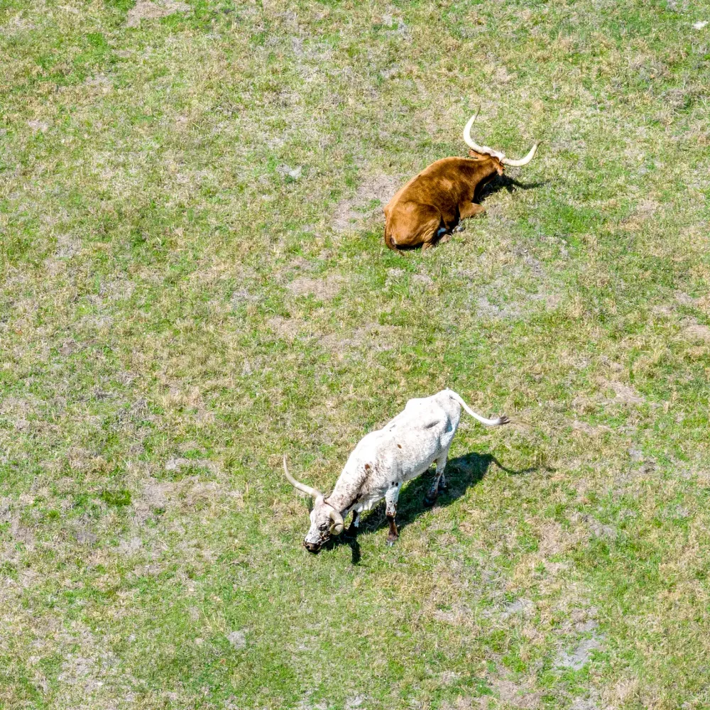Two longhorn cattle enjoying the sun